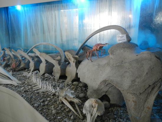 Museo delle conchiglie di Corfù