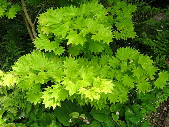 Rosenhaege Living Gardens