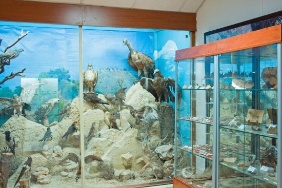 Museo di Storia Naturale di Larnaca