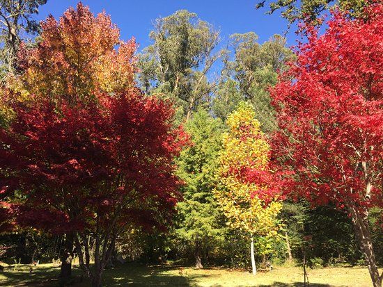 Hogsback Arboretum