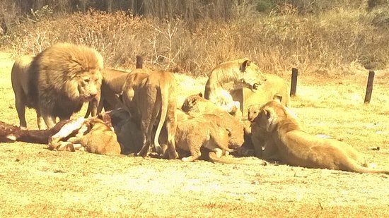 Krugersdorp Game Reserve