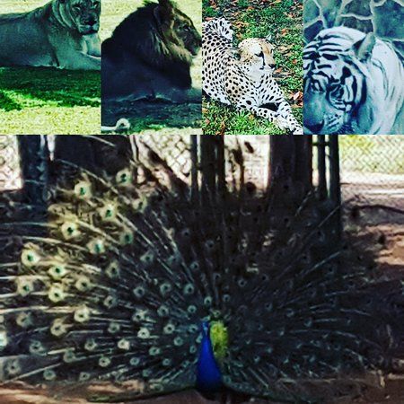 Abu Dhabi Wildlife Centre