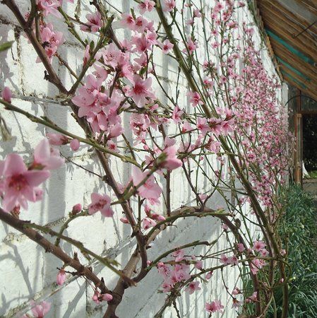 Llysdinam Gardens