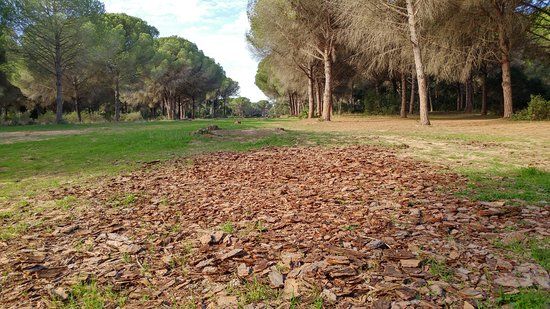 Pinar del Rey
