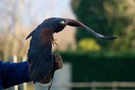 Millets Farm Falconry Centre