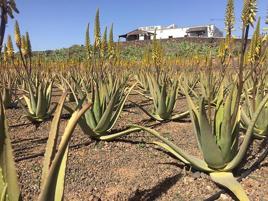 Finca Canarias Aloe Vera