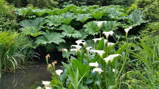 Penjerrick Garden