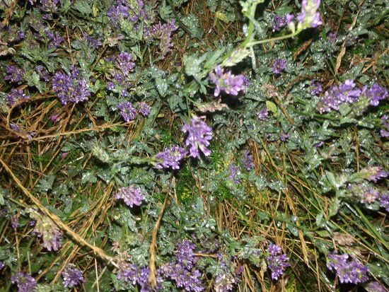 The Maer Local Nature Reserve