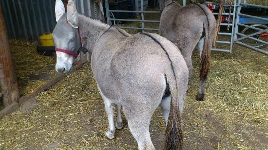 Lane's Garden Centre and Open Farm