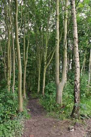 Brook Wood