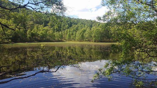 Craigellachie National Nature Reserve