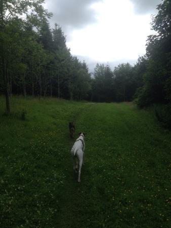 Cambusnethan Woodlands