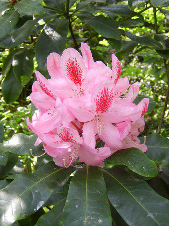 Kilmokea Country House and Gardens