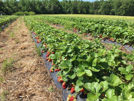 Mt Olympus Berry Farm