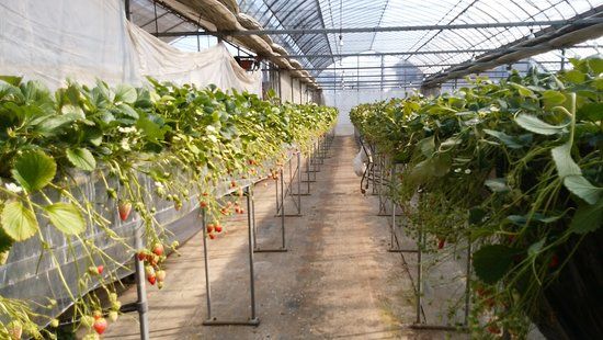 Ninomiya Strawberry Farm