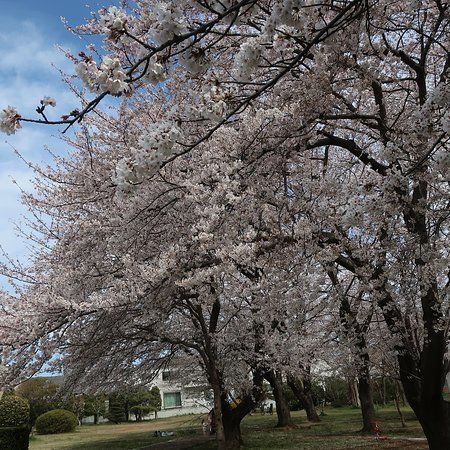 Owada Shinden Jumoku Mihonen