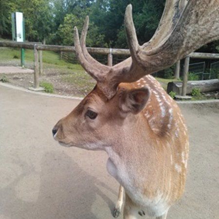 Damwildgehege im Grugapark