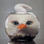 Chimi's Mexican Food