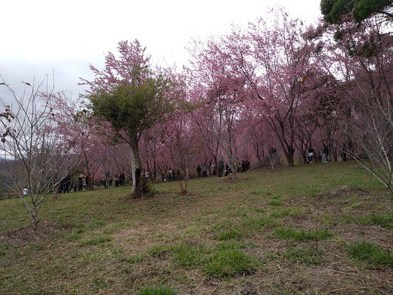 Bosque das Cerejeiras