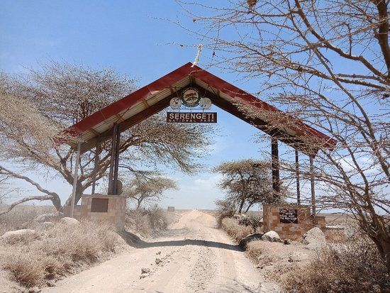 Migration at Serengeti National Park