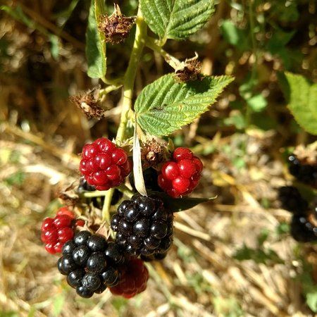 Edenberry Farm