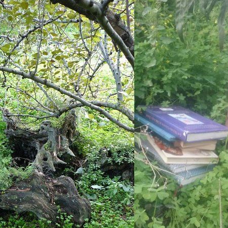 Entre Cuentos y Frutales