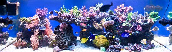 Coral Aqua Zoo