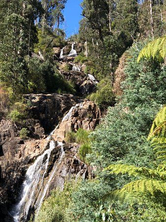 Tree Fern Gully Trail