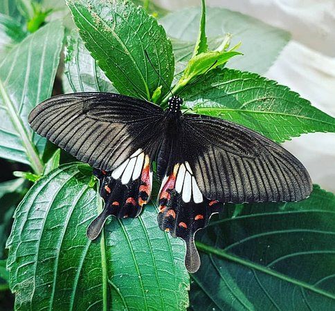 The Butterfly Corner