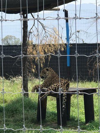 La Casa Del Abuelo Jaguar