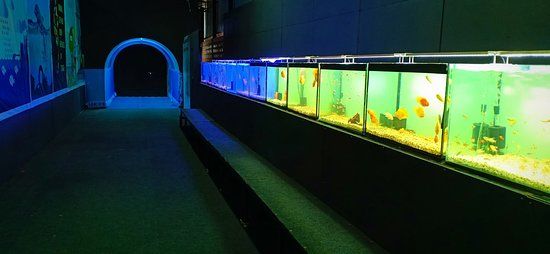 Mermaid Aquatic Kingdom Mysore