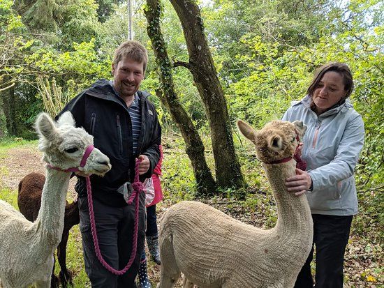 Woolley Animals Alpaca Walking Devon