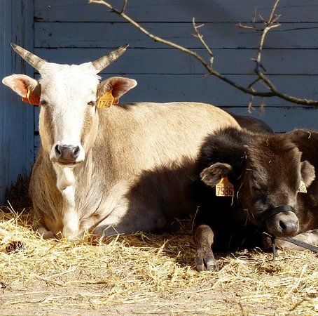 La Ferme D'idefix