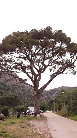 Pino di Monserrato