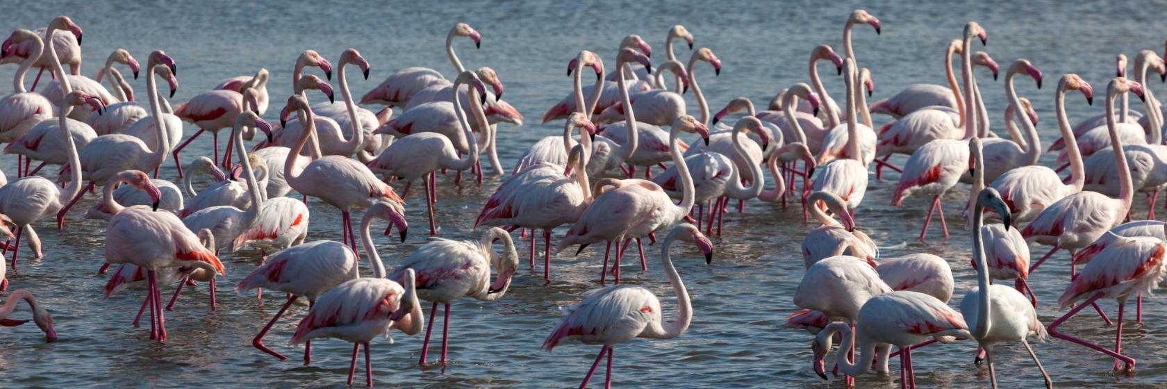 Santuário de Vida Selvagem Ras Al Khor