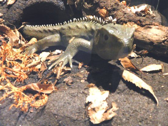 South Canterbury Museum