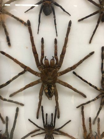 The Harrell House Bug Museum