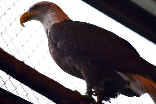 Museum der American Bald Eagle Foundation