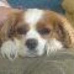 Bentley's American Grille