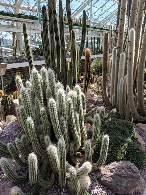 Sukkulenten-Sammlung Zurich