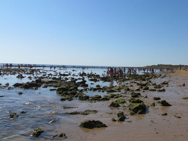Porqueras