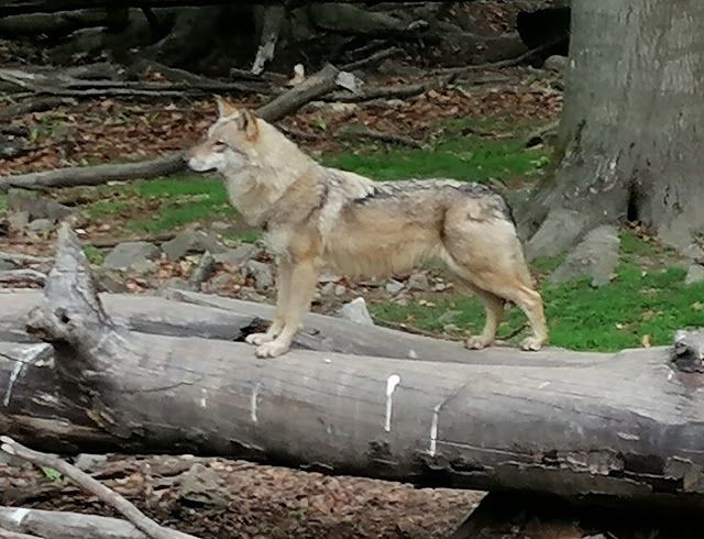 Wildpark Knüll