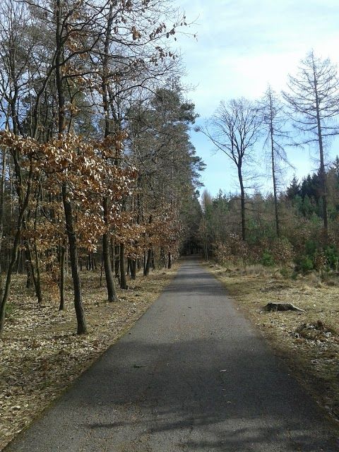 Foresta di Kunratice
