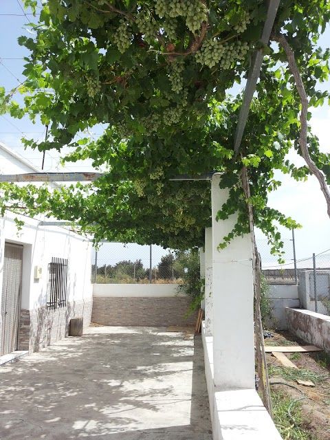Albaricoques