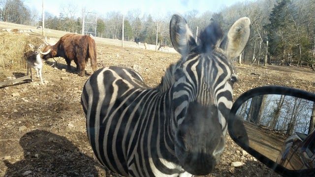 Circle G Ranch Safari Adventure
