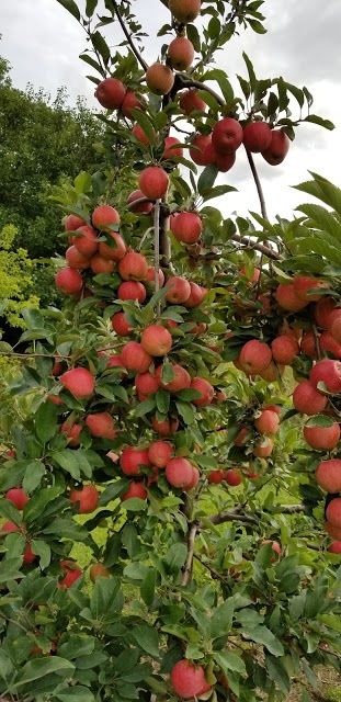 Harvest Time Orchards