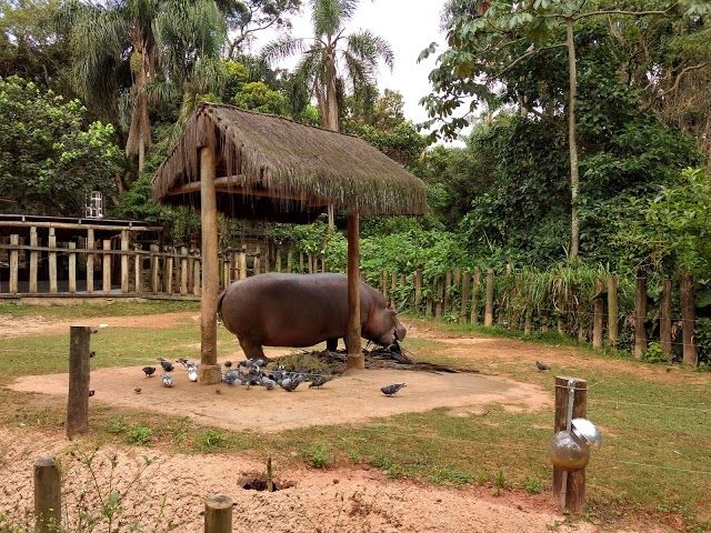 Sao Paulo's Zoo Park