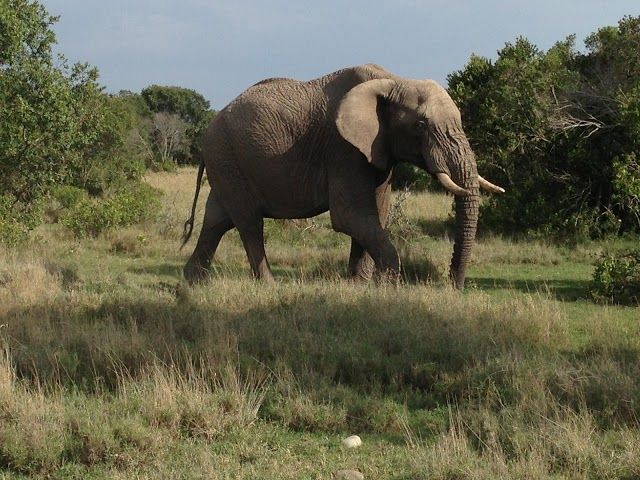 Ol Pejeta Conservancy