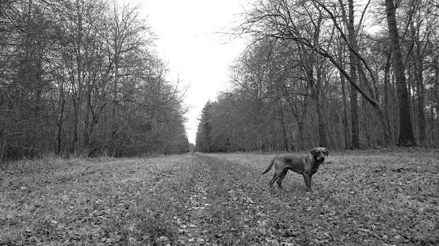 Thetford Forest
