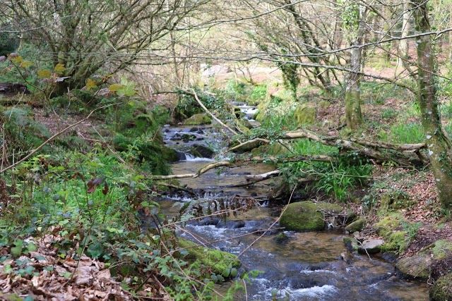Trevaylor Woods